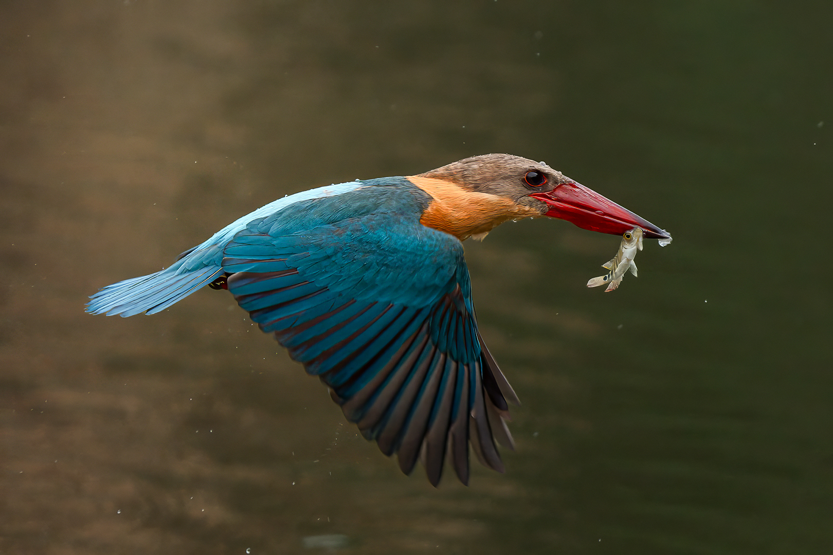 Paing Htet Paing (Singapore) Stork billed Kingfisher 02